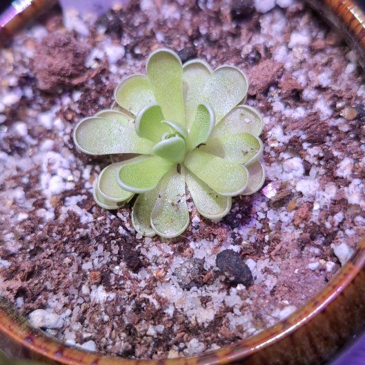 Photo of the plant species Pinguicula ehlersiae by @VipBluepearl11 named Zion on Greg, the plant care app