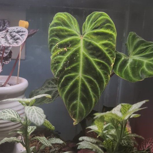 Photo of the plant species Philodendron Splendid by @VipBluepearl11 named Marilyn on Greg, the plant care app