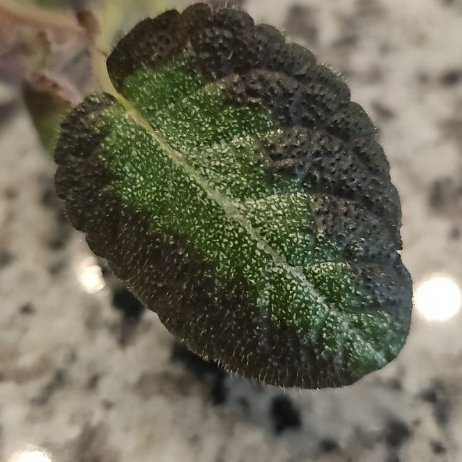 Photo of the plant species Flannel Bush by @SilkenMaylily86 named Miley on Greg, the plant care app