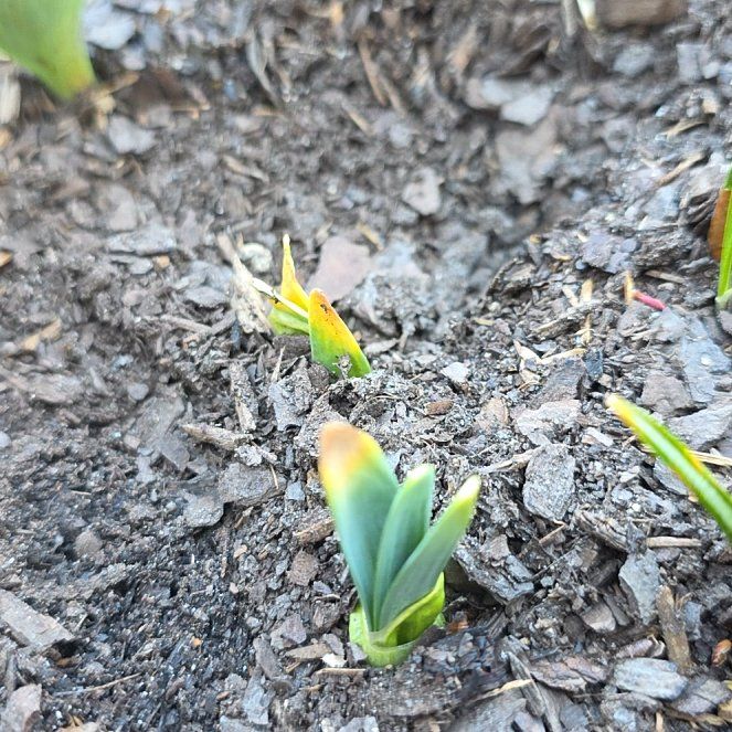 Photo of the plant species Wild Tulip by @QuickElkweed81 named Captain Plant-it on Greg, the plant care app