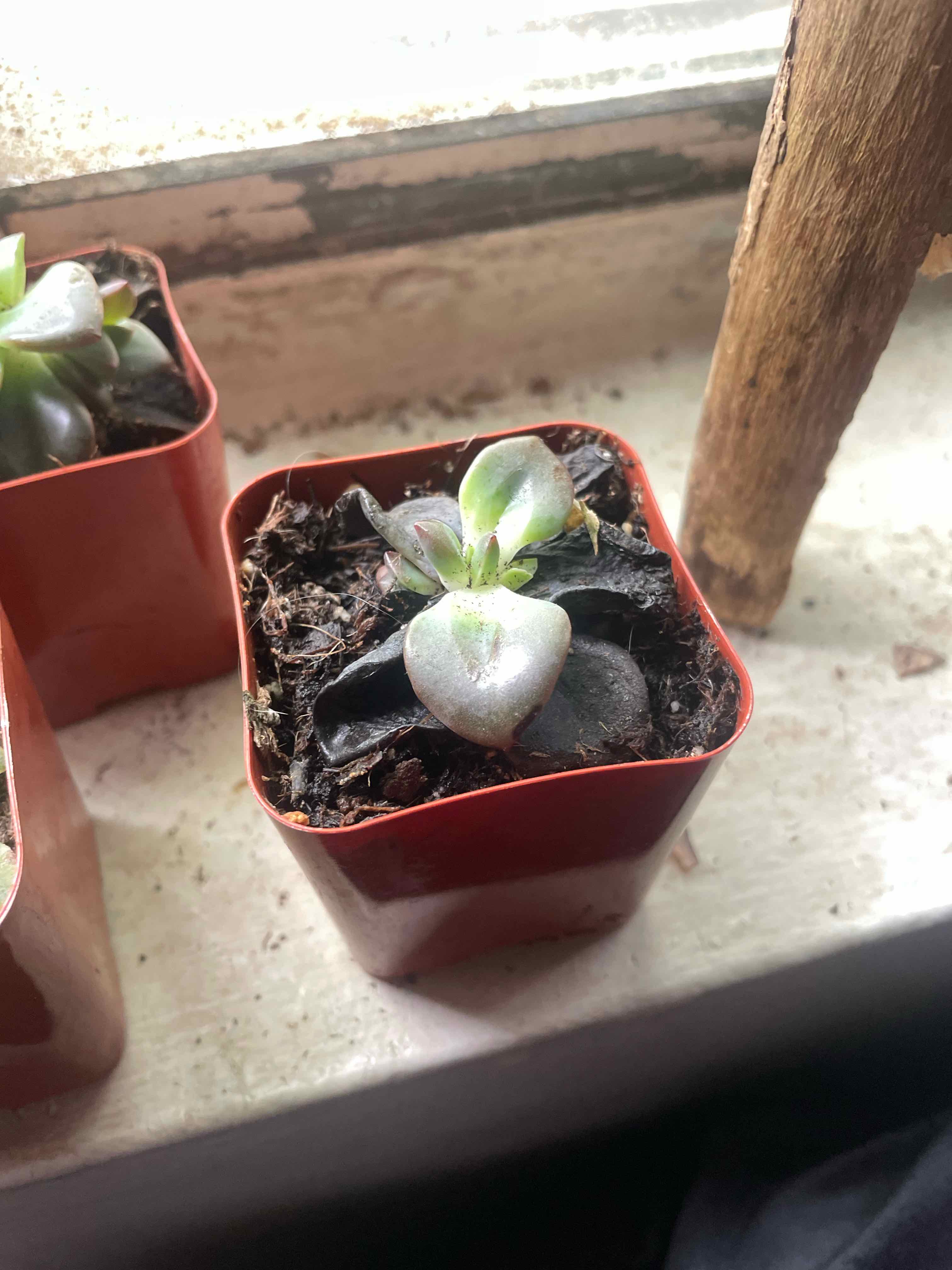 Photo of the plant species Manyflower Marshpennywort by @JovialBlinks84 named Aria on Greg, the plant care app
