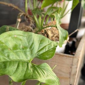 Photo of the plant species Syngonium Pink Splash by @SteamyKanono49 named Splash of pink on Greg, the plant care app