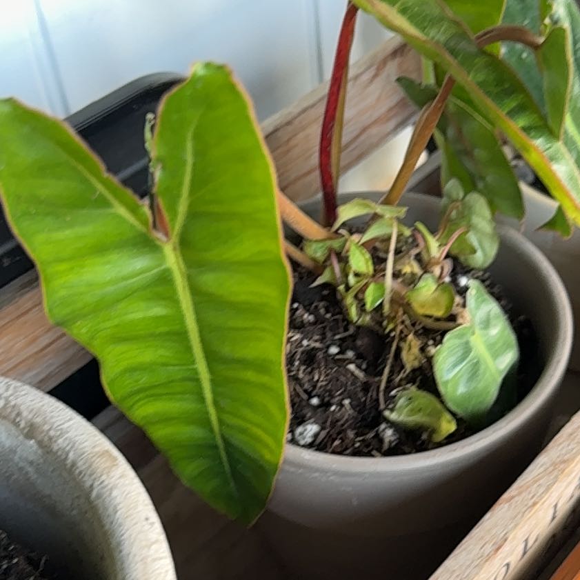 Photo of the plant species Billie by @SteamyKanono49 named Homer on Greg, the plant care app