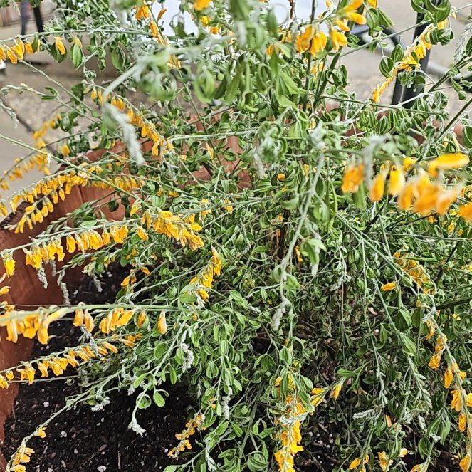 Photo of the plant species Broom by @DandyNinebark56 named Emerson on Greg, the plant care app