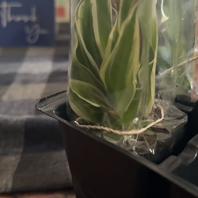 Photo of the plant species California False Hellebore by @HolyBeech12 named Xena on Greg, the plant care app