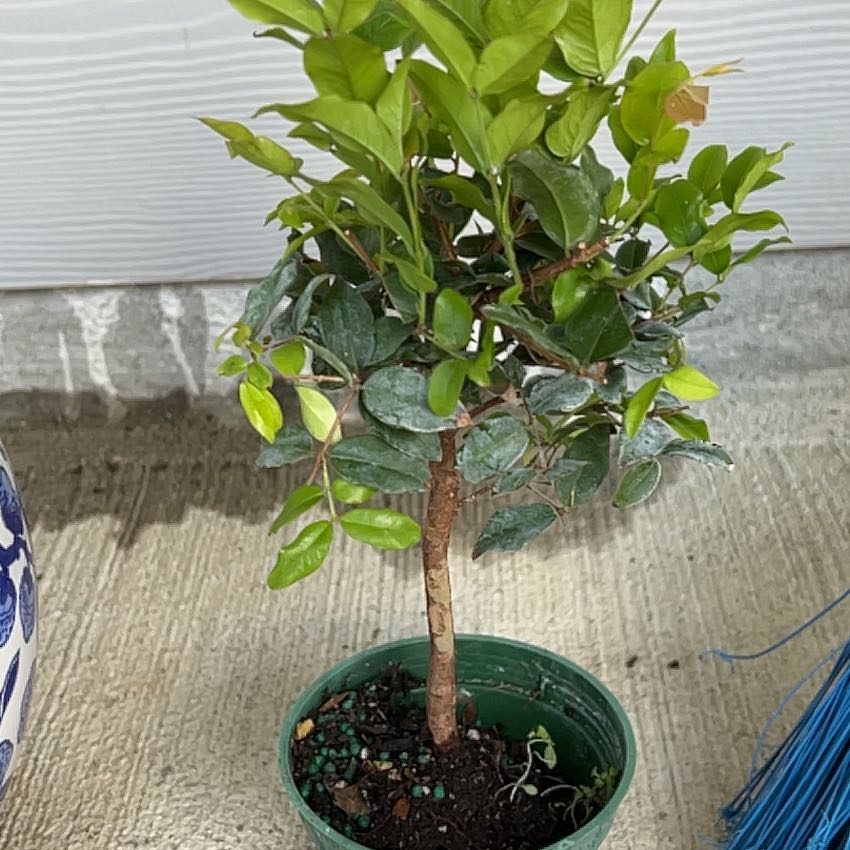 Photo of the plant species Jabuticabeira by @AvidCanna72 named Jabu on Greg, the plant care app