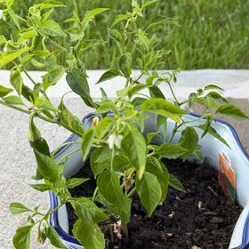 Photo of the plant species Cayenne Pepper by @AvidCanna72 named Heated on Greg, the plant care app