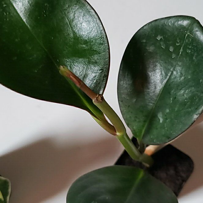 Photo of the plant species Karaka by @PDXJen named Mochi on Greg, the plant care app