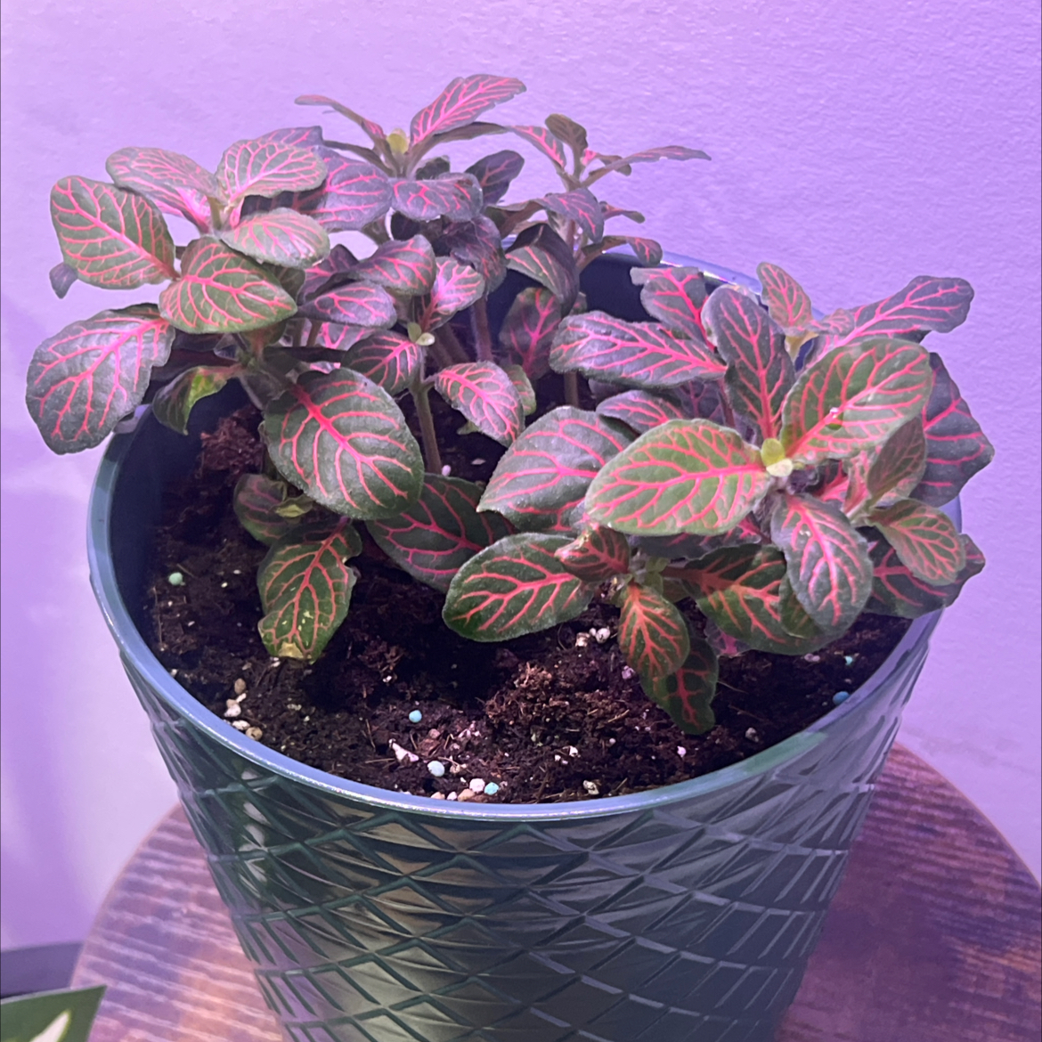 Photo of the plant species Nerve Plant by @UpcomingCat6 named Naomi on Greg, the plant care app