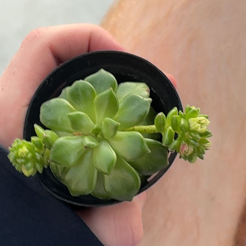 Photo of the plant species Sedeveria 'Letizia' by @ZealStingray9 named Bean on Greg, the plant care app