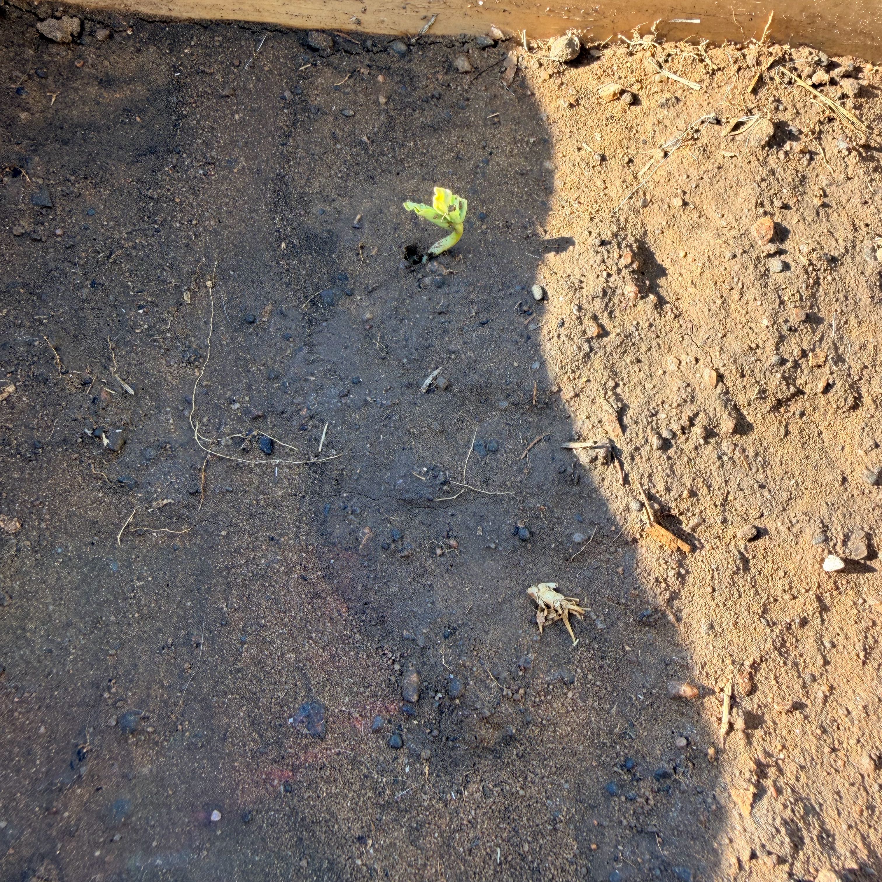 Photo of the plant species Morning Glory by @NewMitrealoe20 named Daphnie on Greg, the plant care app