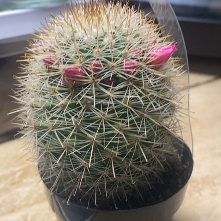 Photo of the plant species Mammilaria Spinosissima by @PracticalNeem82 named Tony on Greg, the plant care app