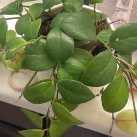 Photo of the plant species Lipstick Plant by @KeenGalega48 named Plantee on Greg, the plant care app