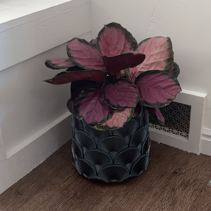 Photo of the plant species Calathea 'Crimson' by @KeenGalega48 named Forrest on Greg, the plant care app