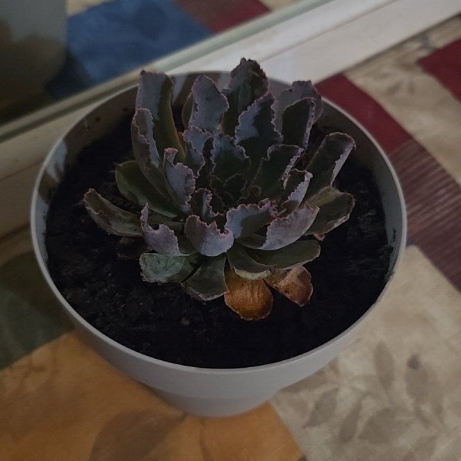 Photo of the plant species Echeveria 'Neon Breakers' by @ActivePeony10 named Amethyst on Greg, the plant care app