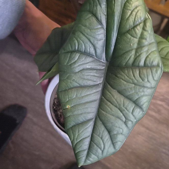 Photo of the plant species Alocasia 'Mythic Quicksilver' by @ElderChives92 named Walt on Greg, the plant care app