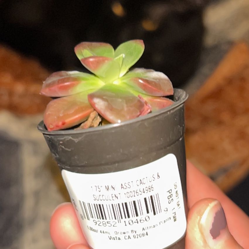 Photo of the plant species Echeveria 'Chroma' by @LargeWhitefir4 named Chrome on Greg, the plant care app