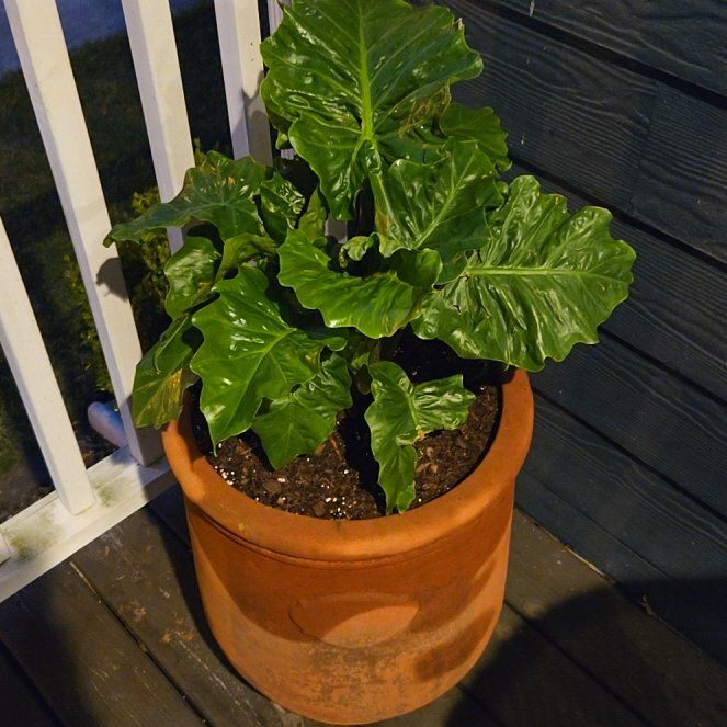 Photo of the plant species Pink Elephant Plant by @WinAnchistea81 named Homer on Greg, the plant care app