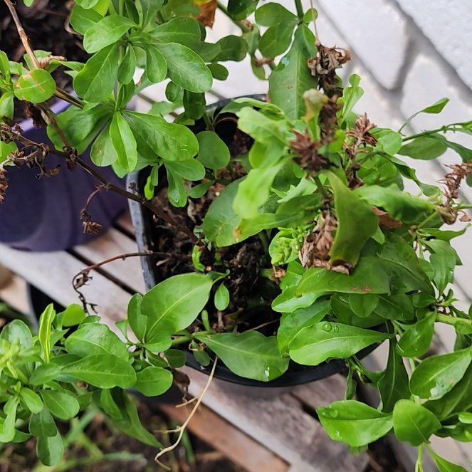 Photo of the plant species Blue Plumbago by @PetCacto62 named Elsa on Greg, the plant care app