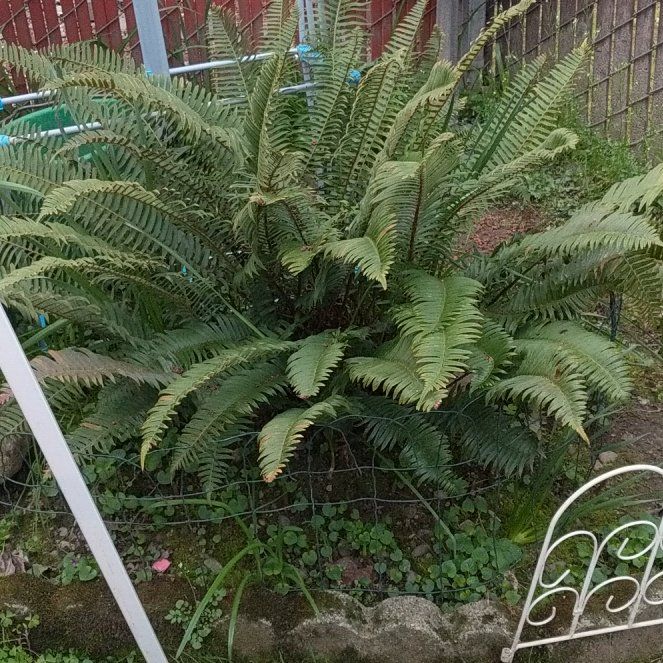 Photo of the plant species Western Swordfern by @LadyLecanora30 named Xena on Greg, the plant care app