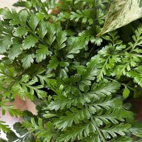 Photo of the plant species Austral Gem Fern by @SirHotpeppers40 named Rainier on Greg, the plant care app