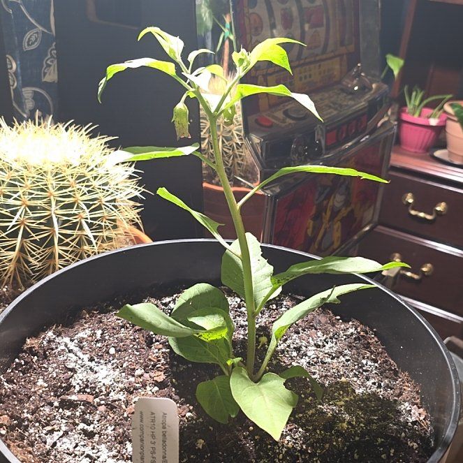 Photo of the plant species Belladonna by @TopTarbush97 named Apollo on Greg, the plant care app