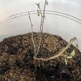 Photo of the plant species Iceberg Rose by @CaptainPuka52 named Rose on Greg, the plant care app