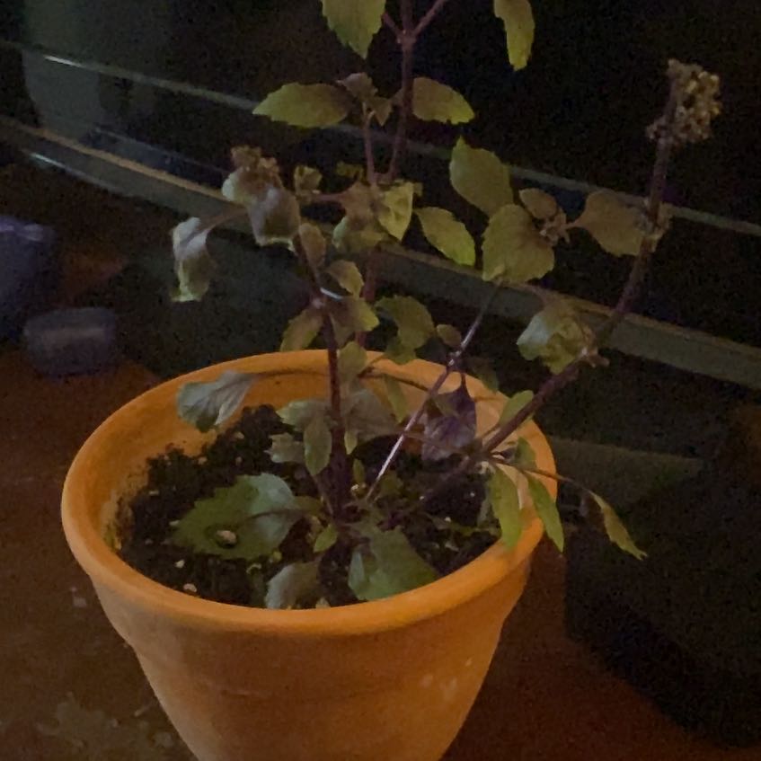 Photo of the plant species Wild Magic Basil by @LightAsarina25 named Bruce Lee on Greg, the plant care app