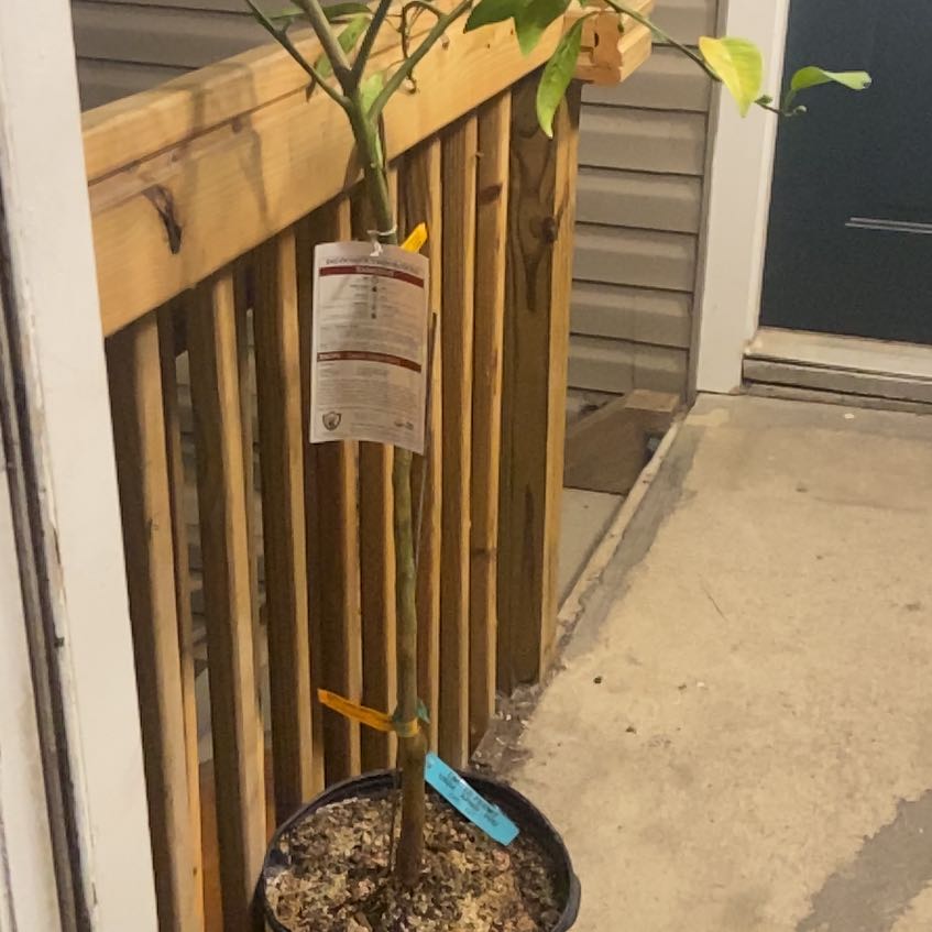 Photo of the plant species Minneola Tangelo by @LightAsarina25 named Khaleesi on Greg, the plant care app