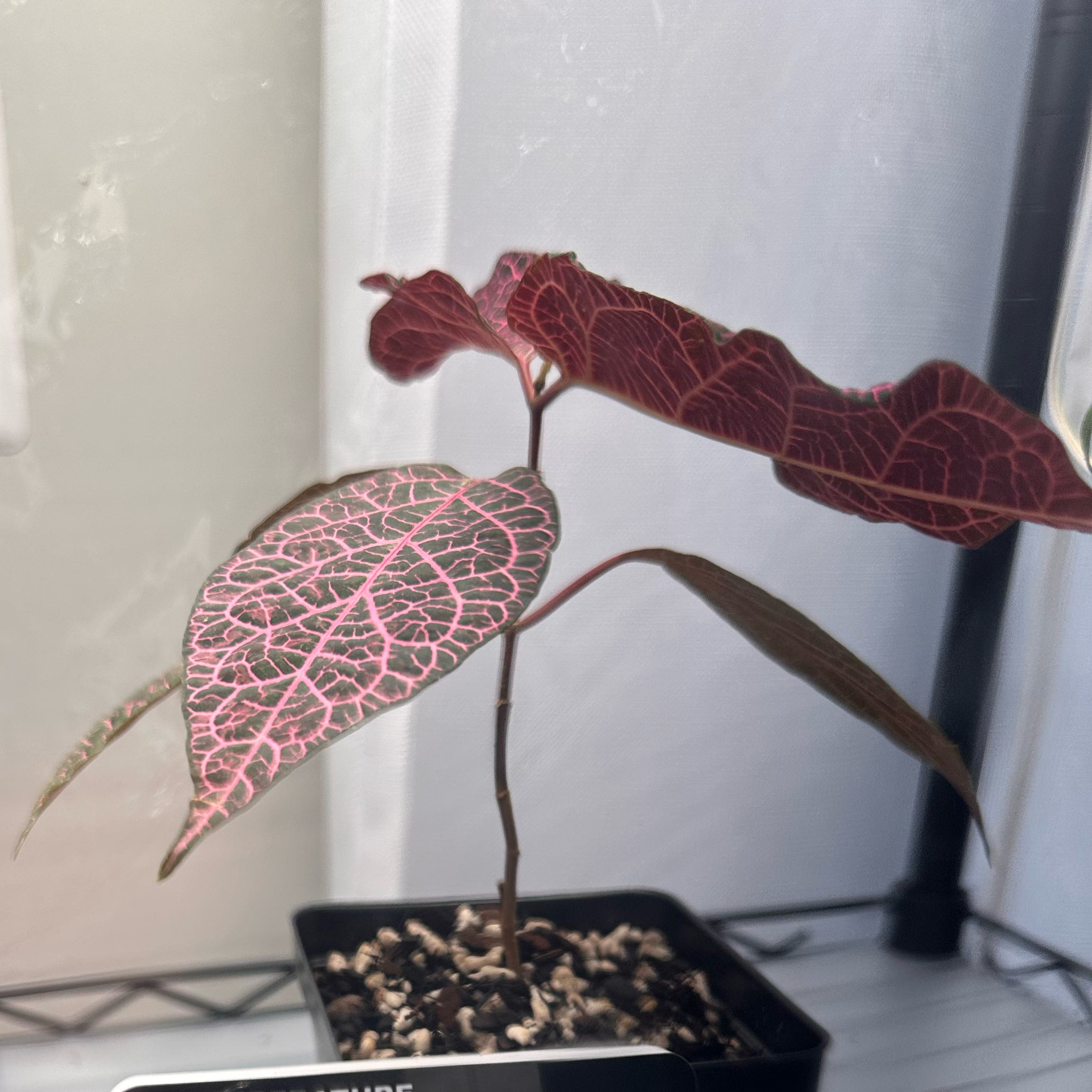 Photo of the plant species Prestonia Quinquangularis by @FacileEndive65 named Elina on Greg, the plant care app