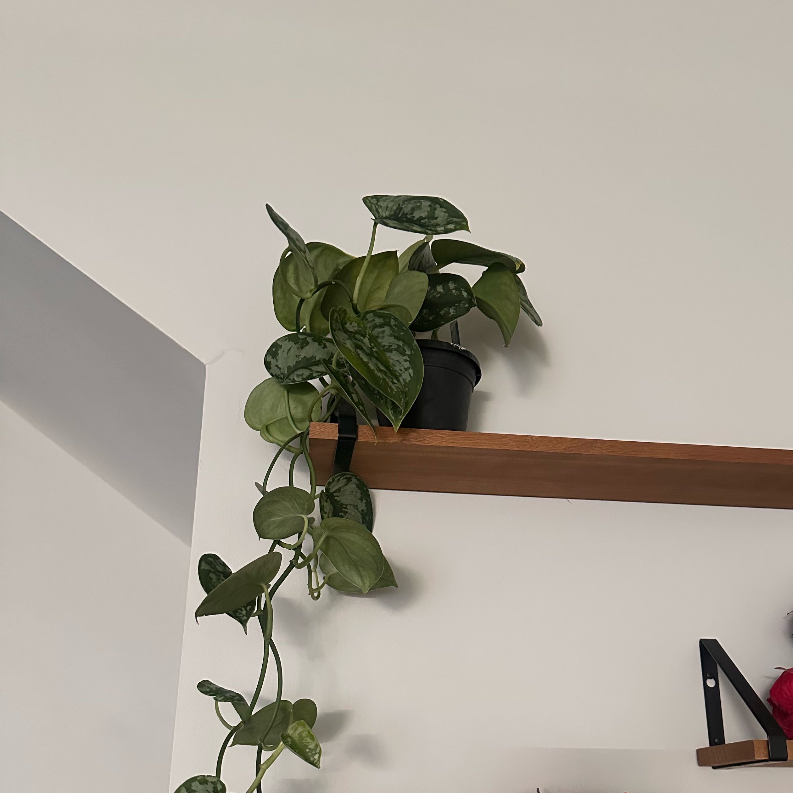 Photo of the plant species Scindapsus by @FacileEndive65 named Remington on Greg, the plant care app