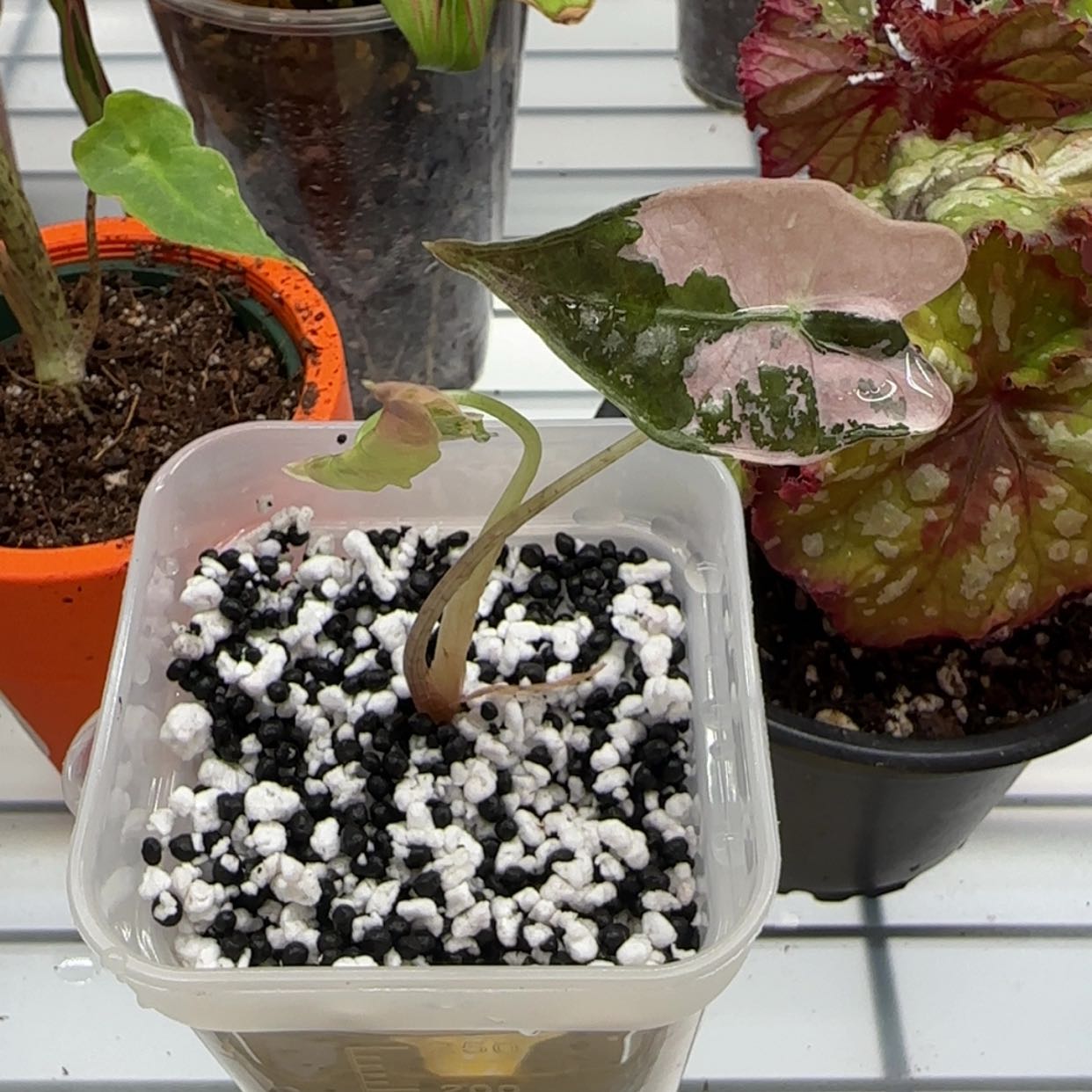 Photo of the plant species Nobilis Alocasia by @FacileEndive65 named Kait on Greg, the plant care app