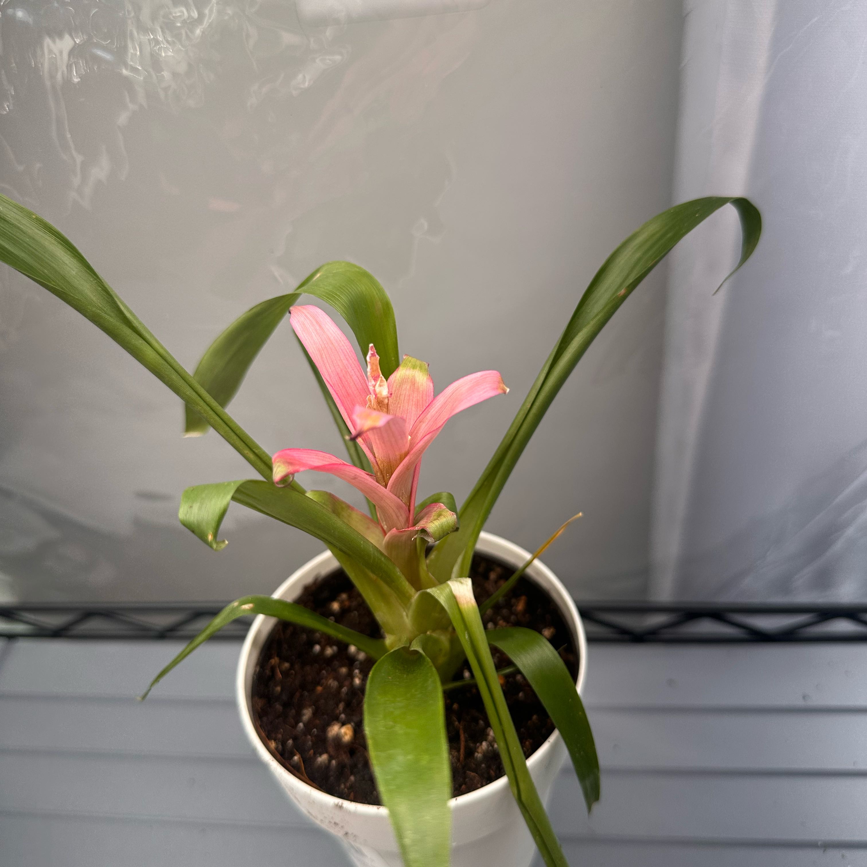 Photo of the plant species Red Bromelaid by @FacileEndive65 named Robert Plant on Greg, the plant care app