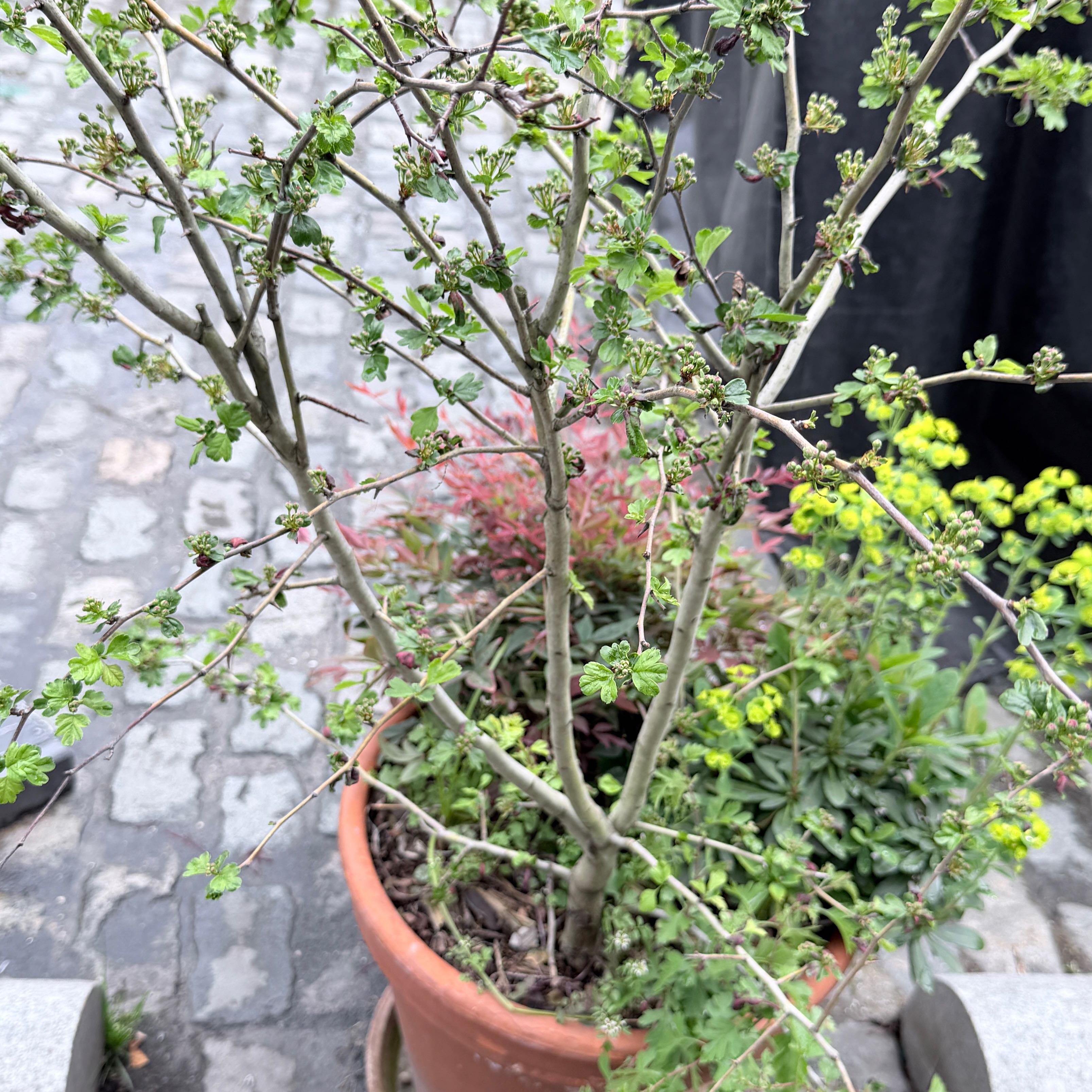 Photo of the plant species Copal by @SirEspicia45 named Hamilton on Greg, the plant care app
