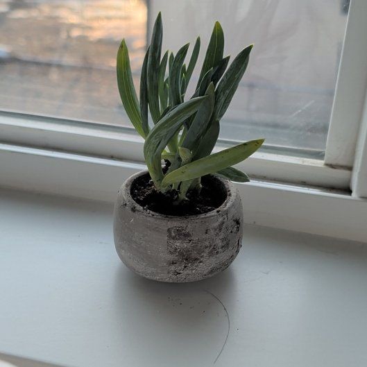 Photo of the plant species Blue Chalk Stick by @GlowingMira3 named Shikotishka on Greg, the plant care app