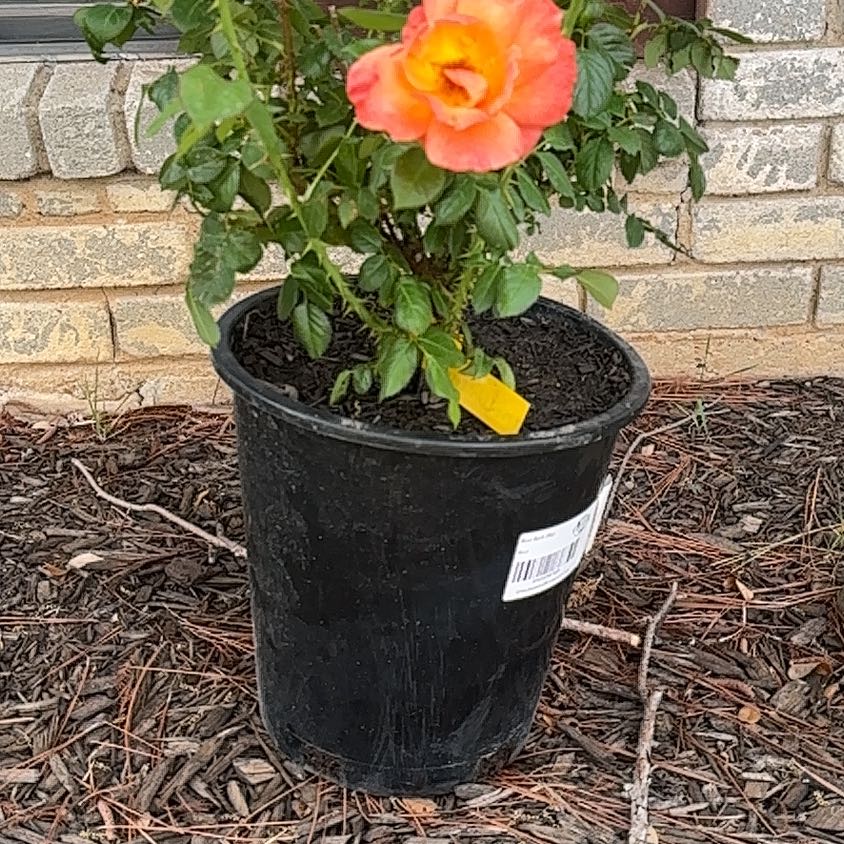 Photo of the plant species Floribunda Rose by @RadAraceae31 named Keanu Leaves on Greg, the plant care app
