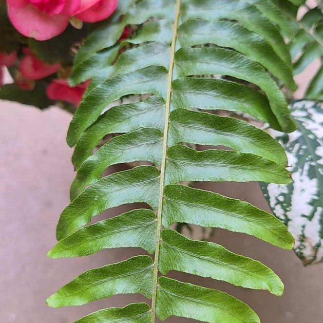 Photo of the plant species Deer Fern by @RadSapote45 named Hangman 1 on Greg, the plant care app