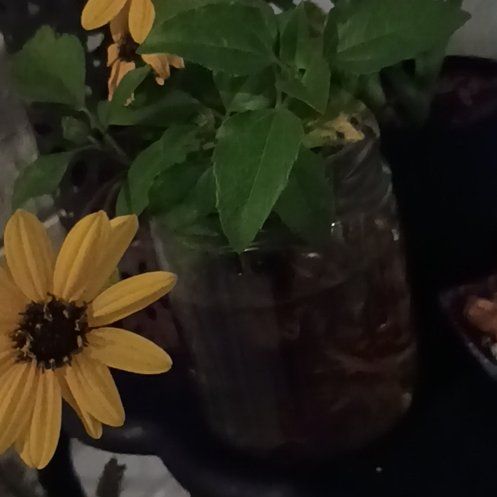 Photo of the plant species Smooth Oxeye by @GrownPaleflax60 named Rihanna on Greg, the plant care app