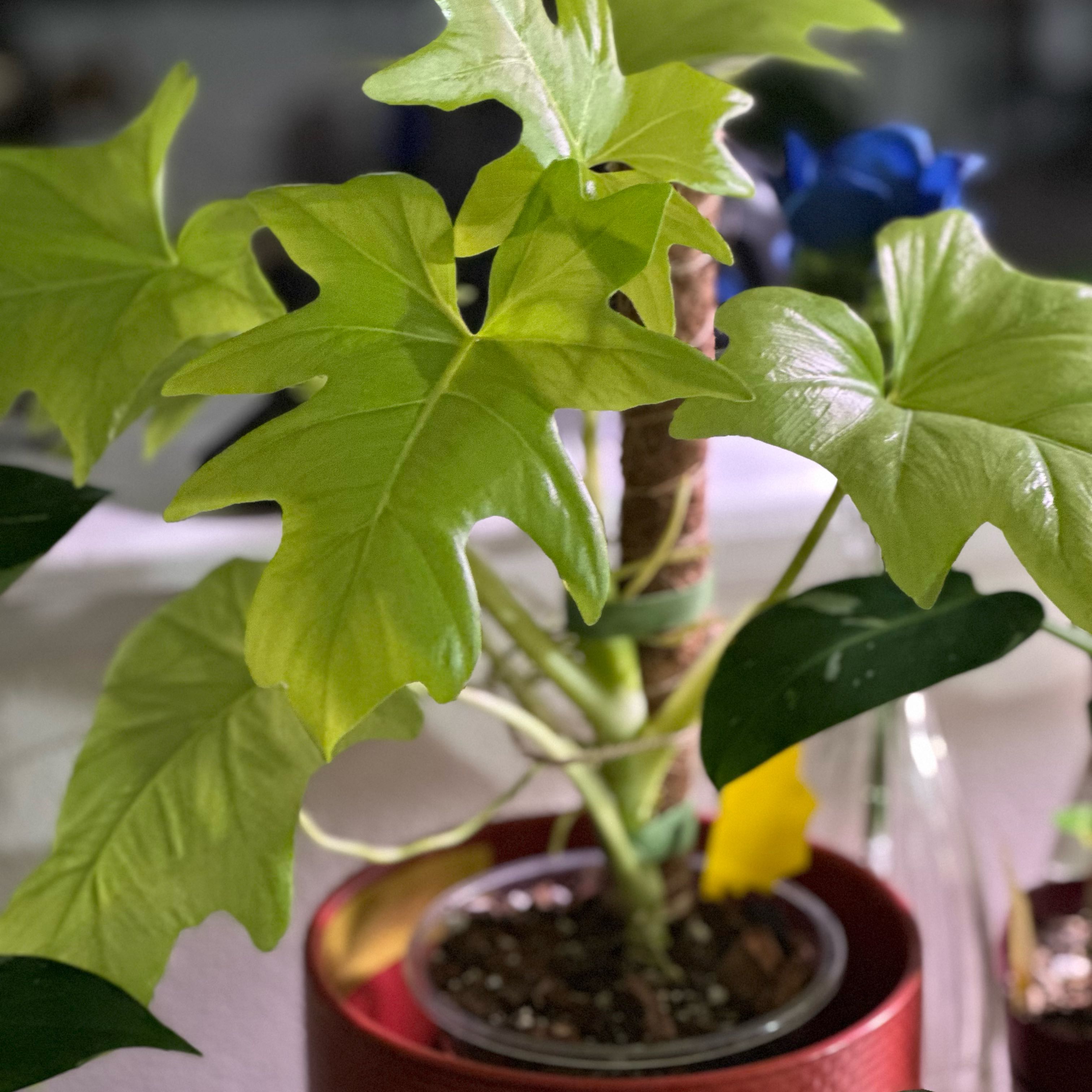 Photo of the plant species Philadendron warscewiczii aurea by @JungleZen68 named Philli on Greg, the plant care app