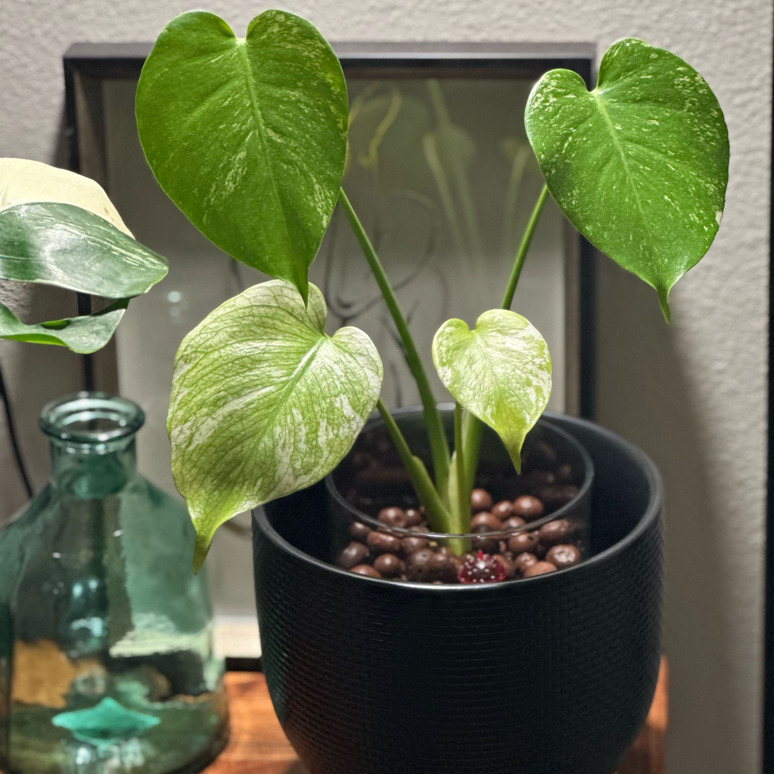 Photo of the plant species Monstera deliciosa 'Mint Variegata' by @JungleZen68 named Peppa“Mint” on Greg, the plant care app