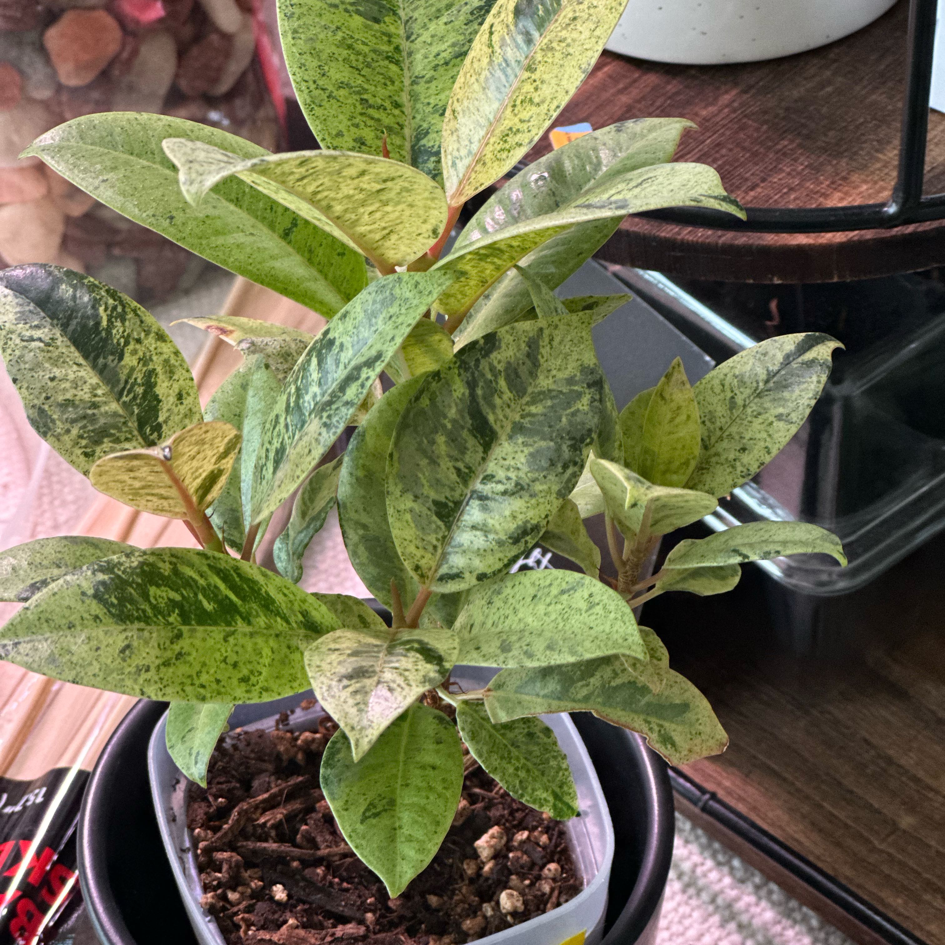 Photo of the plant species Ficus Moonshine by @JungleZen68 named Joi on Greg, the plant care app