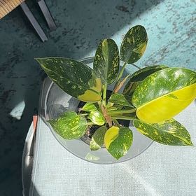 Photo of the plant species Variegated Green Congo Philodendron by @JungleZen68 named NuNu on Greg, the plant care app