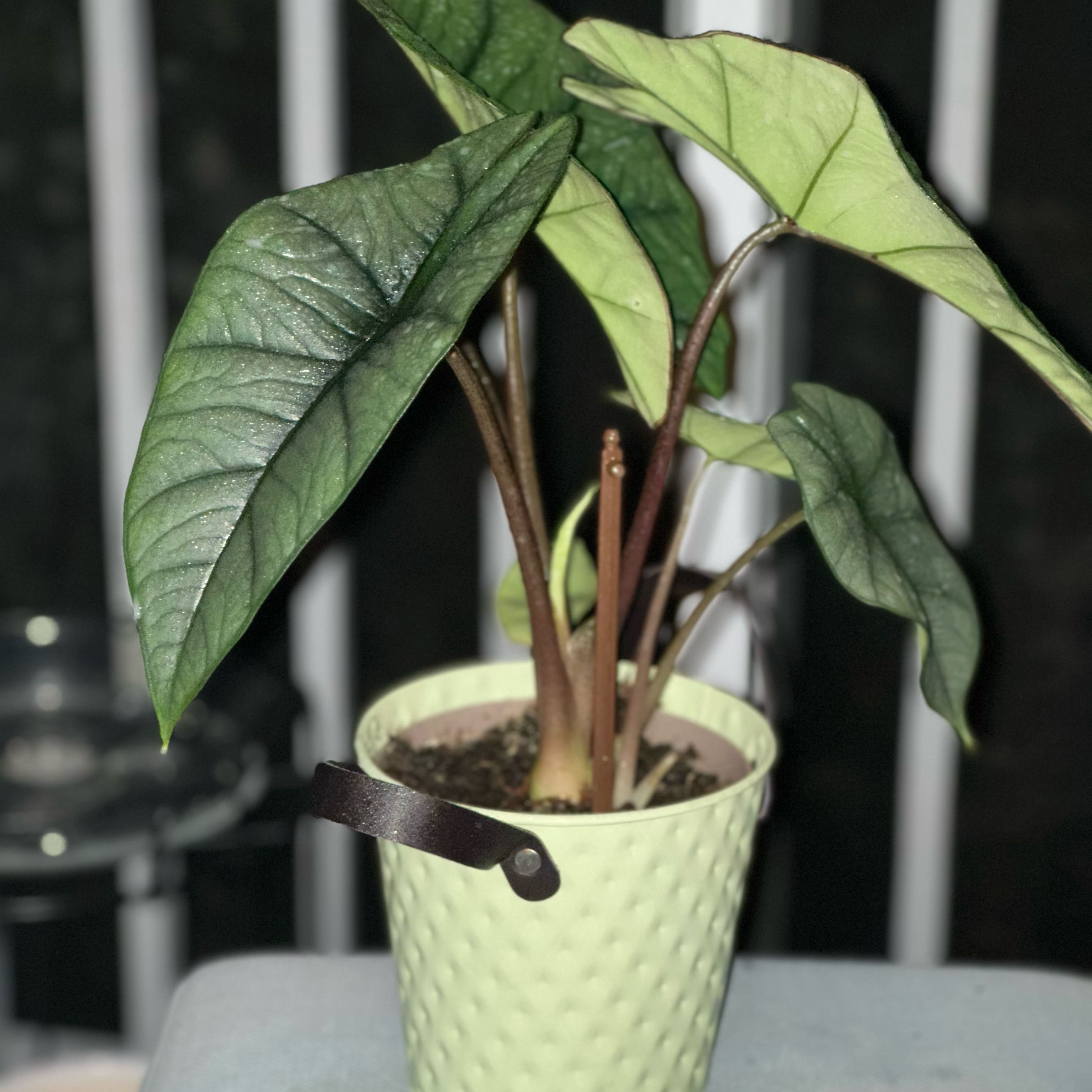 Photo of the plant species Alocasia Platinum by @JungleZen68 named Forrest on Greg, the plant care app