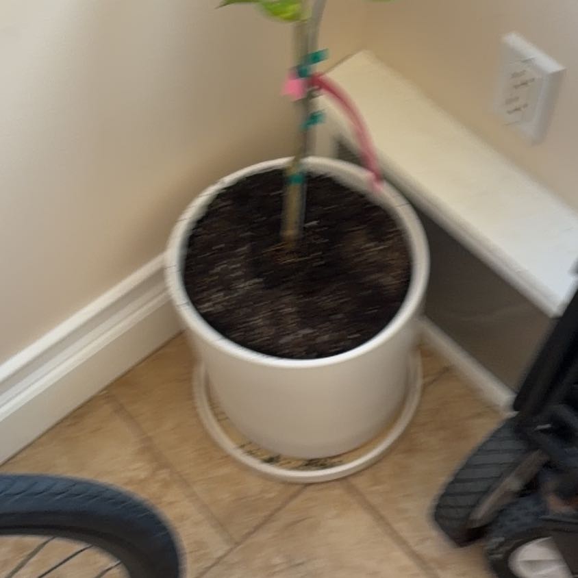 Photo of the plant species Improved Meyer Lemon by Elliot named Robert Plant on Greg, the plant care app