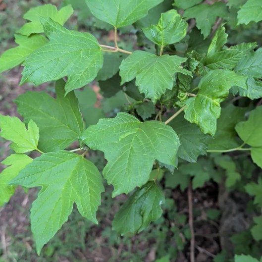 Photo of the plant species American Cranberrybush Viburnum by @ManlyKaraka89 named Harry on Greg, the plant care app
