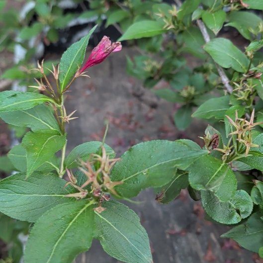 Photo of the plant species Japanese Andromeda by @ManlyKaraka89 named Willow on Greg, the plant care app