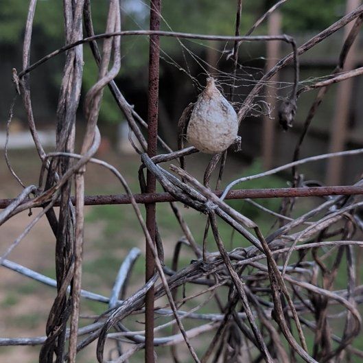 Photo of the plant species Wild Cucumber by @ManlyKaraka89 named Dax on Greg, the plant care app