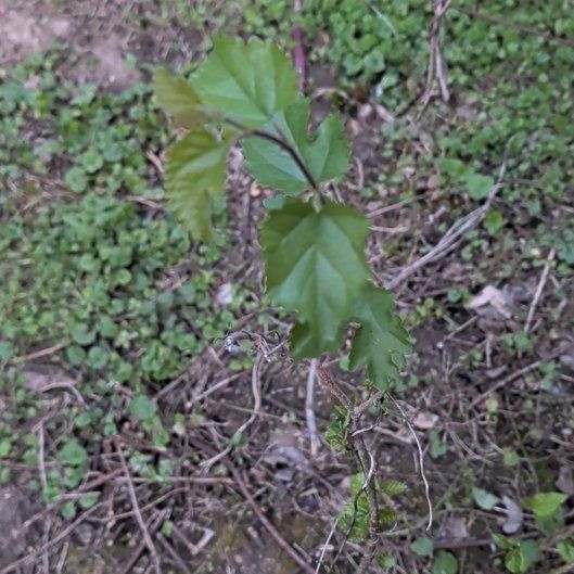 Photo of the plant species Possum-Grape by @ManlyKaraka89 named Gomez on Greg, the plant care app
