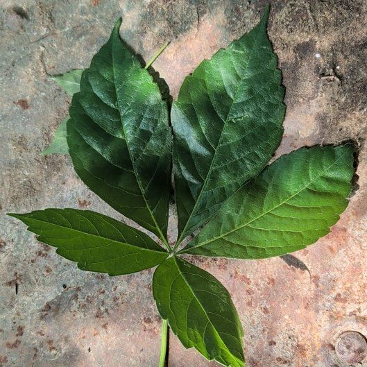 Photo of the plant species Virginia Creeper by @ManlyKaraka89 named Doja Cat on Greg, the plant care app