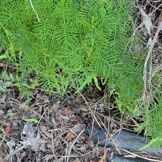 Photo of the plant species Ipomoea Quamoclit by @ManlyKaraka89 named Rainier on Greg, the plant care app